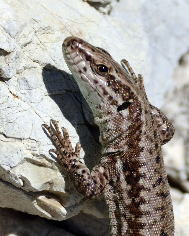 Podarcis muralis